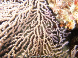 Gorgonian Sea Fan - Annella reticulata (Supergorgia retic... by Hansruedi Wuersten 